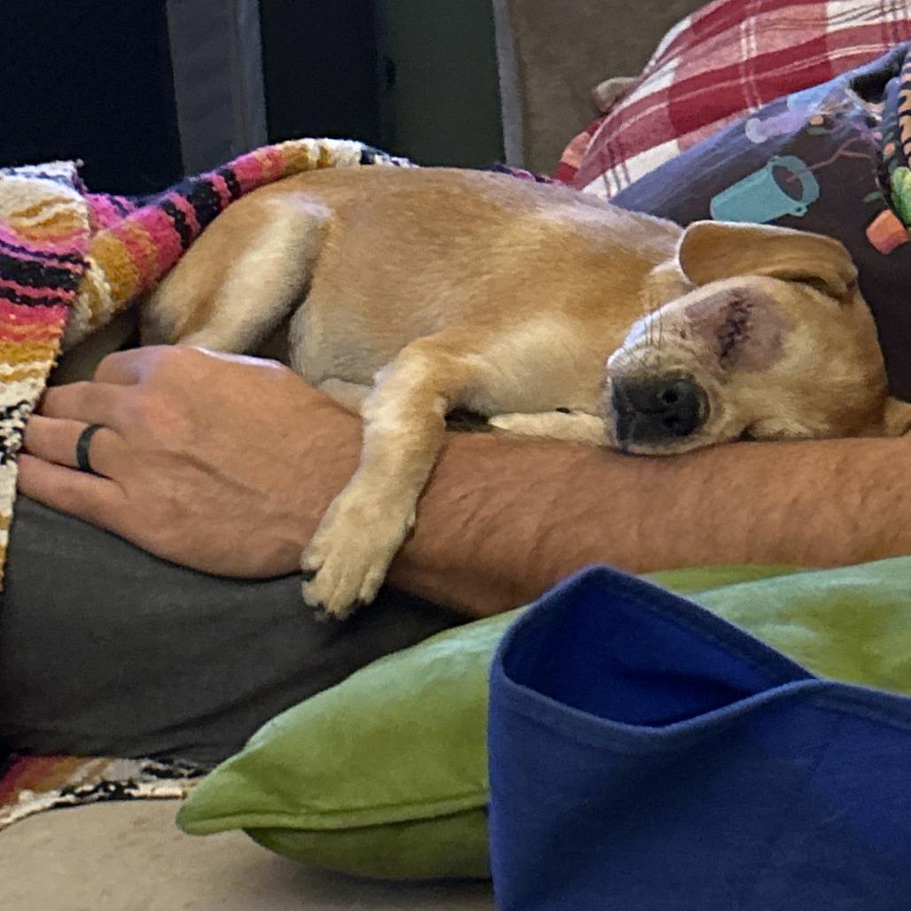 Enlarge Monroe, a Adoptable mixed breed in Raleigh, NC image 2/5