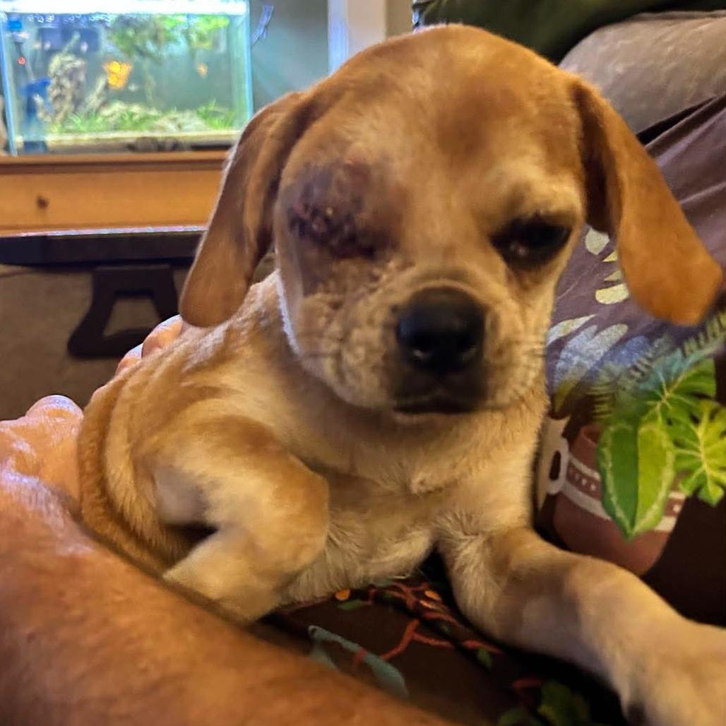 Enlarge Monroe, a Adoptable mixed breed in Raleigh, NC image 3/5