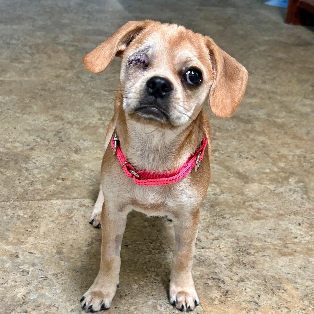 Enlarge Monroe, a Adoptable mixed breed in Raleigh, NC image 4/5