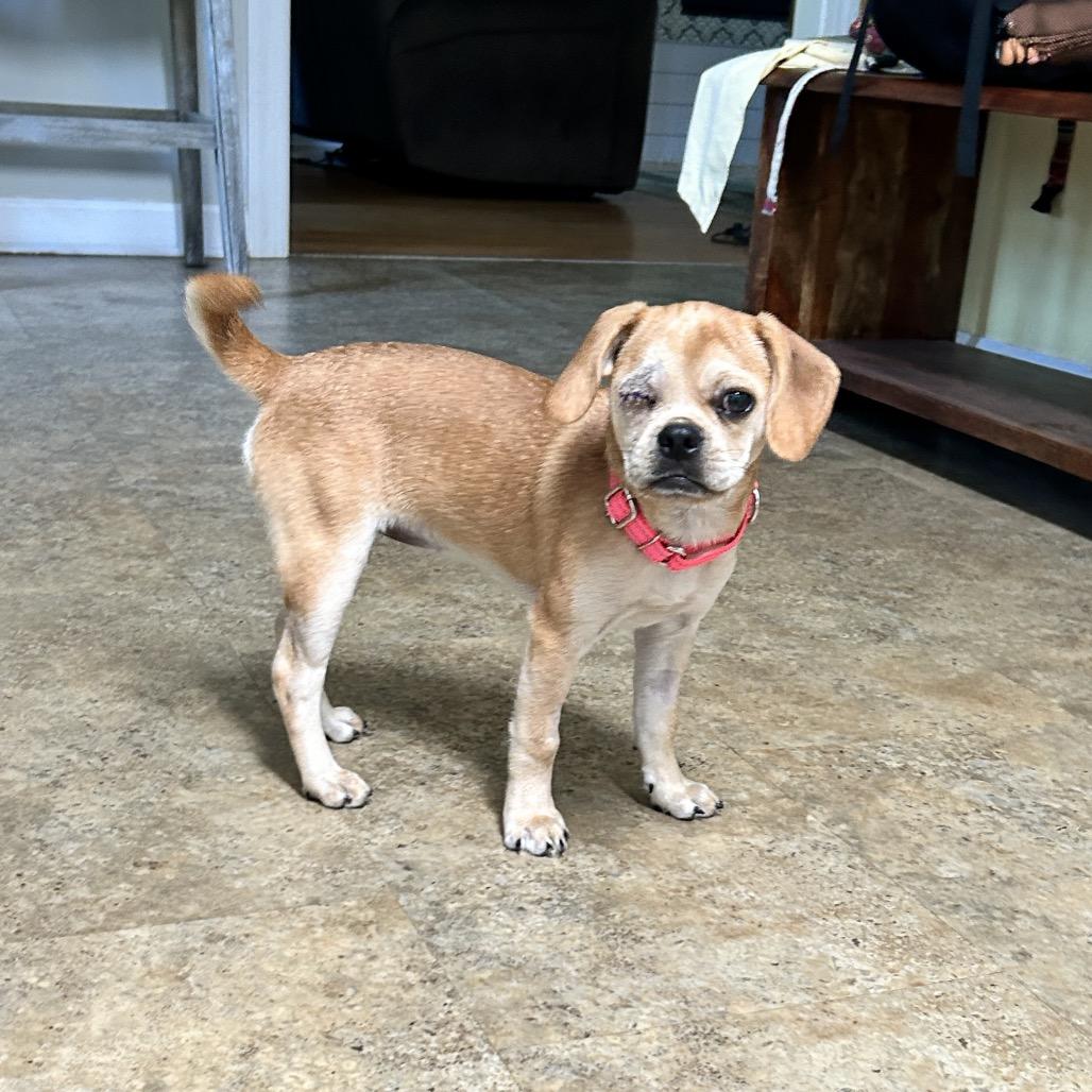 Enlarge Monroe, a Adoptable mixed breed in Raleigh, NC image 5/5