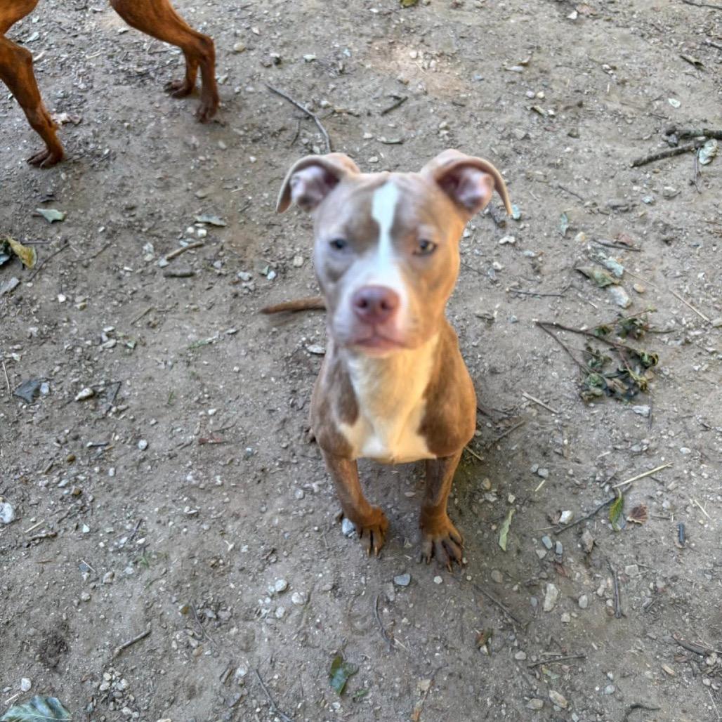 Pepper, a Adoptable Pit Bull Terrier in West Chester, PA image 1/6