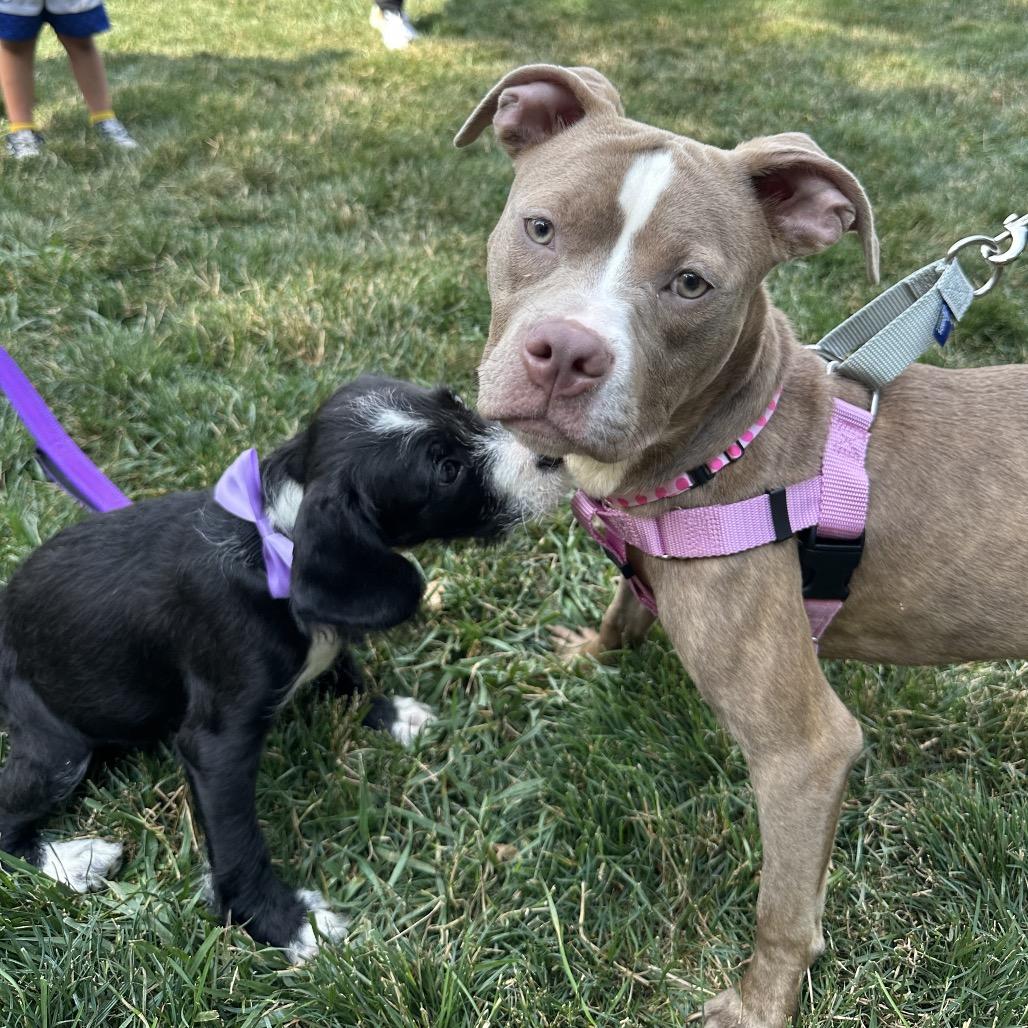 Pepper, a Adoptable Pit Bull Terrier in West Chester, PA image 2/6