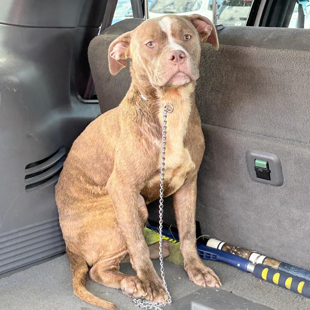 Pepper, a Adoptable Pit Bull Terrier in West Chester, PA image 3/6