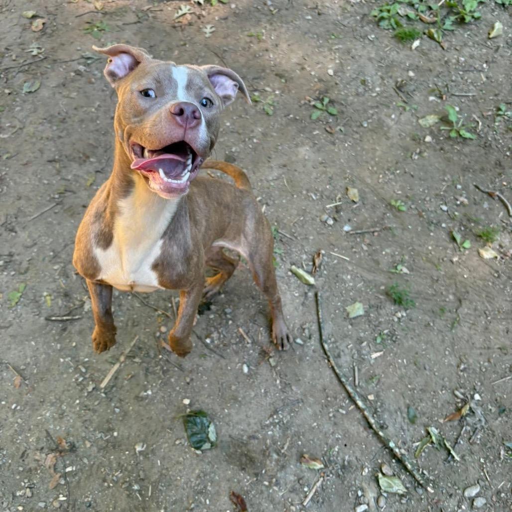 Pepper, a Adoptable Pit Bull Terrier in West Chester, PA image 4/6