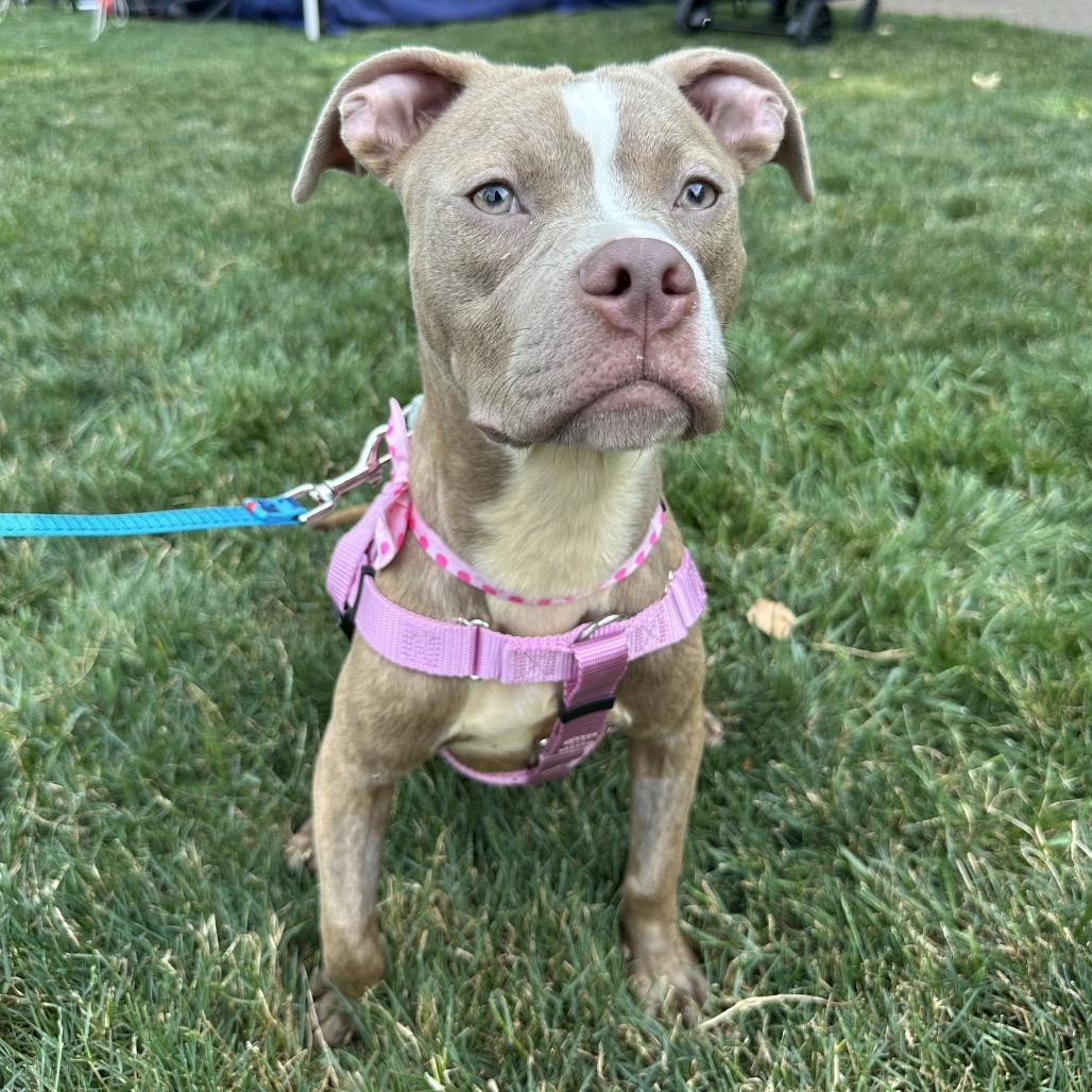 Pepper, a Adoptable Pit Bull Terrier in West Chester, PA image 5/6