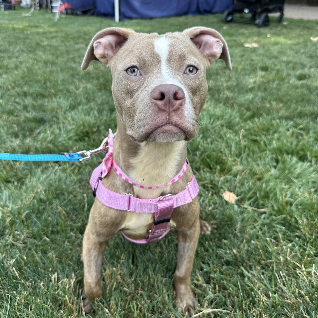 Pepper, a Adoptable Pit Bull Terrier in West Chester, PA image 6/6