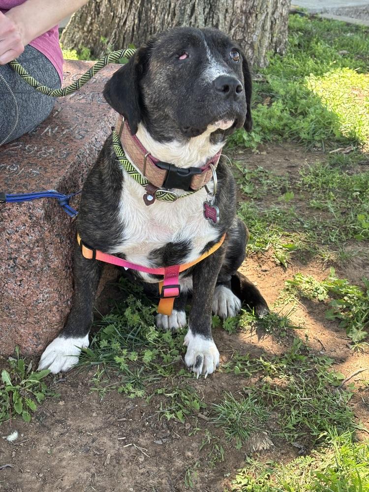 Enlarge Meara, a Adoptable Pit Bull Terrier in Shawnee, OK image 2/3