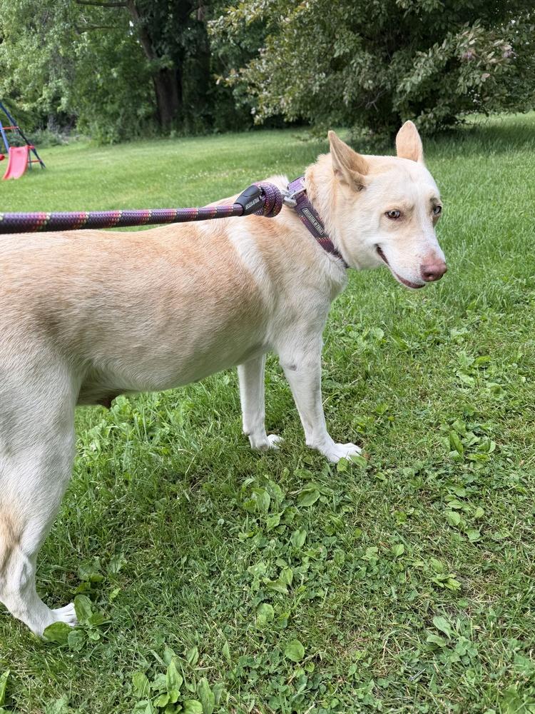Amaryllis, Adoptable, Adult Female German Shepherd Dog.