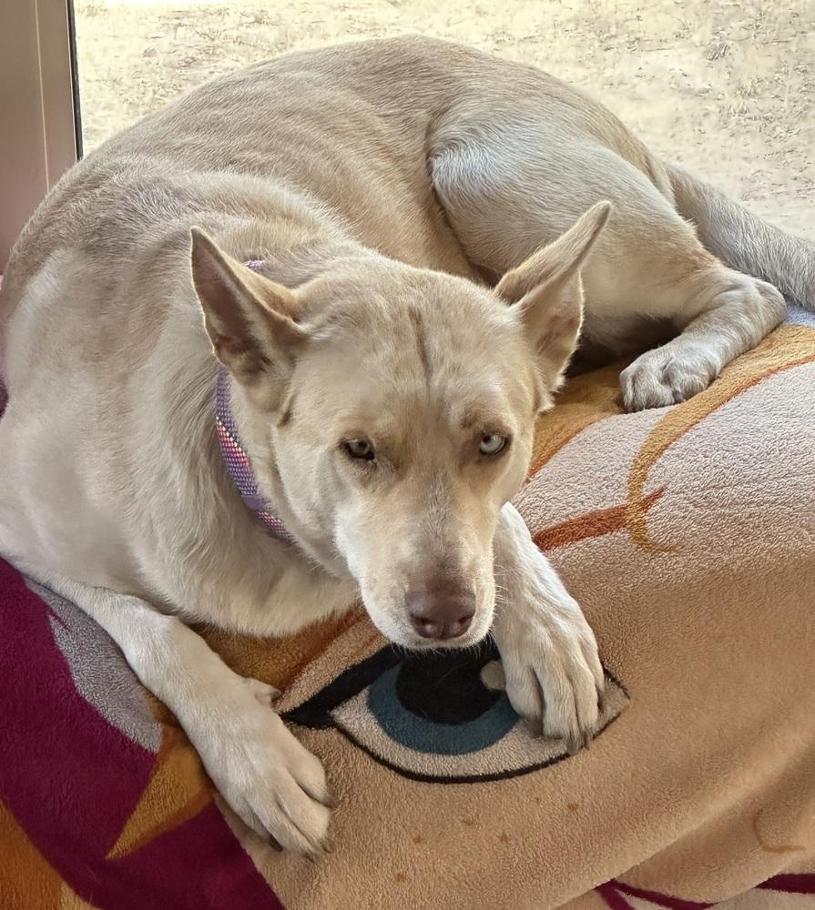 Amaryllis, Adoptable, Adult Female German Shepherd Dog.