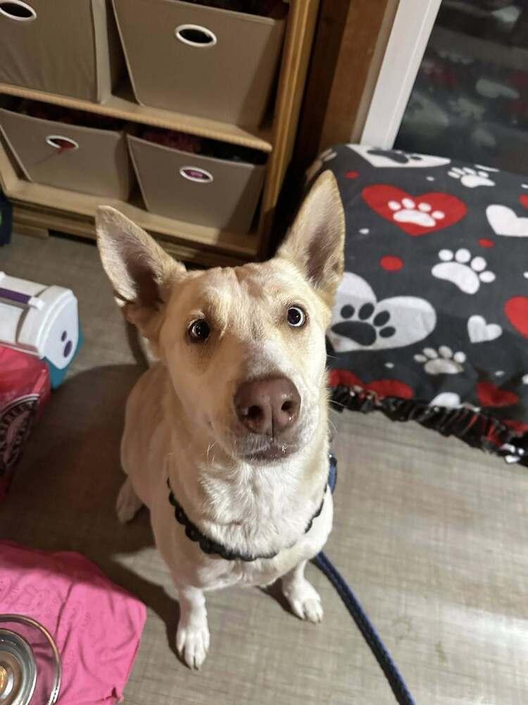 Enlarge Amaryllis, a Adoptable mixed breed in Waunakee, WI image 1/2