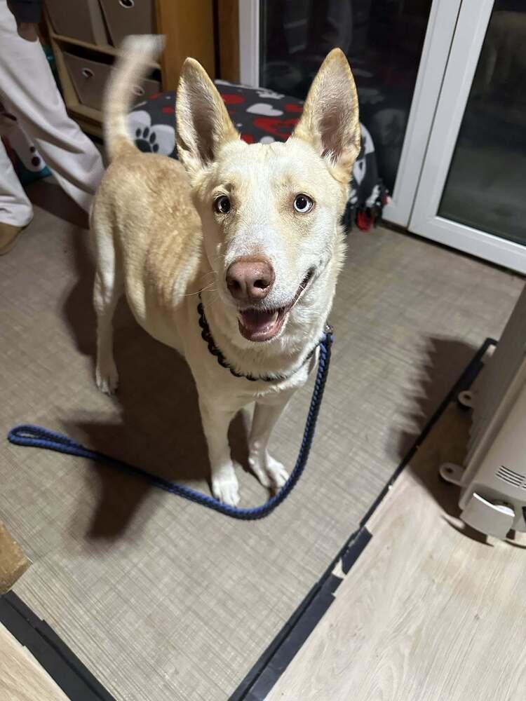 Enlarge Amaryllis, a Adoptable mixed breed in Waunakee, WI image 2/2