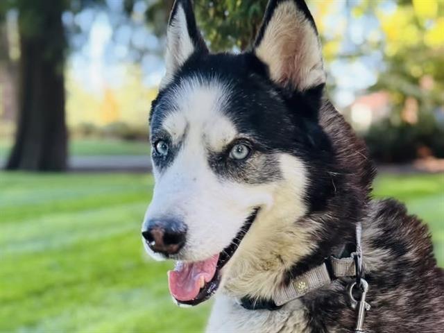 STELLAR, Adoptable, Adult Male Husky.