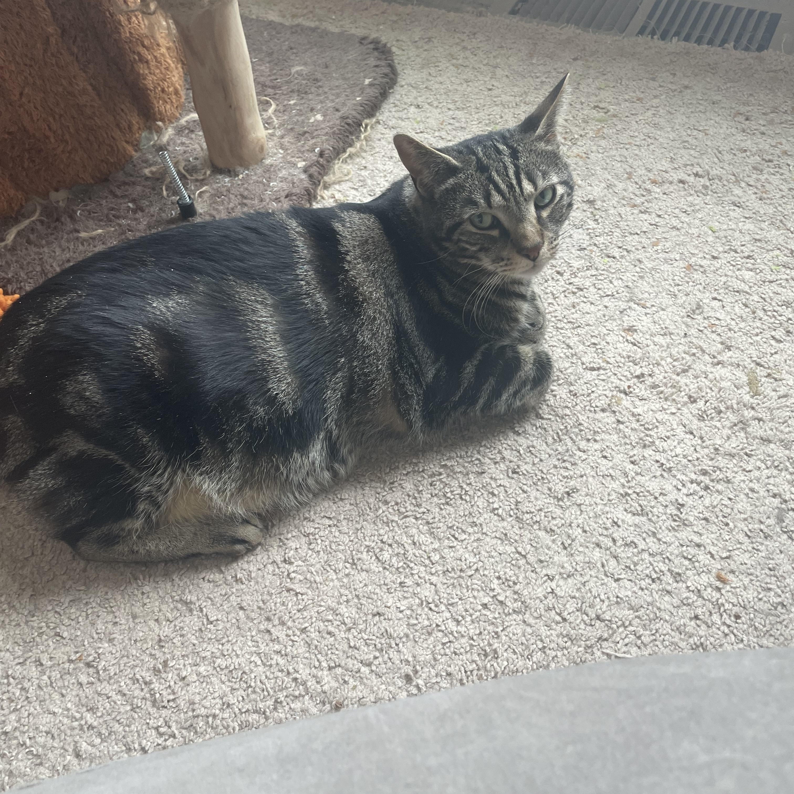 Enlarge Oscar, a ADOPTABLE Domestic Short Hair in lititz, PA image 2/2