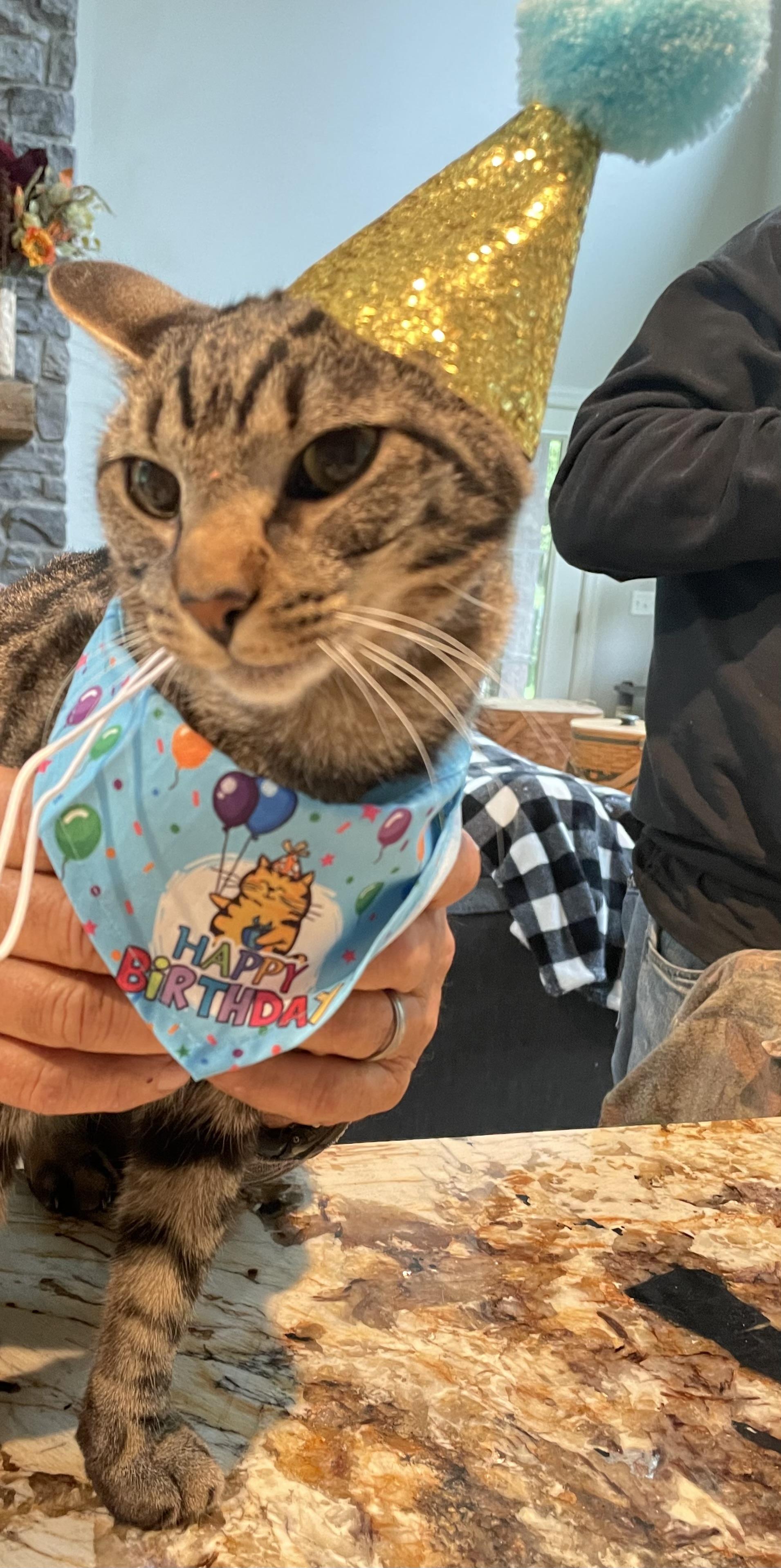 Enlarge Oscar, a ADOPTABLE Domestic Short Hair in lititz, PA image 1/2