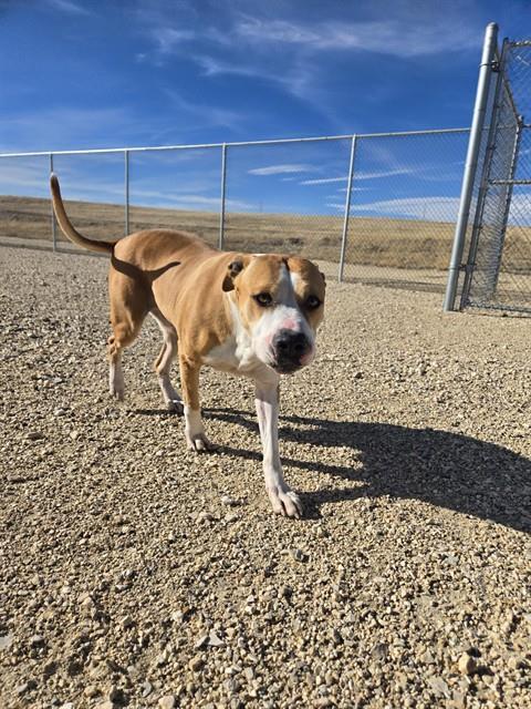 Enlarge HARLEY, a Adoptable Pit Bull Terrier in Casper, WY image 1/1