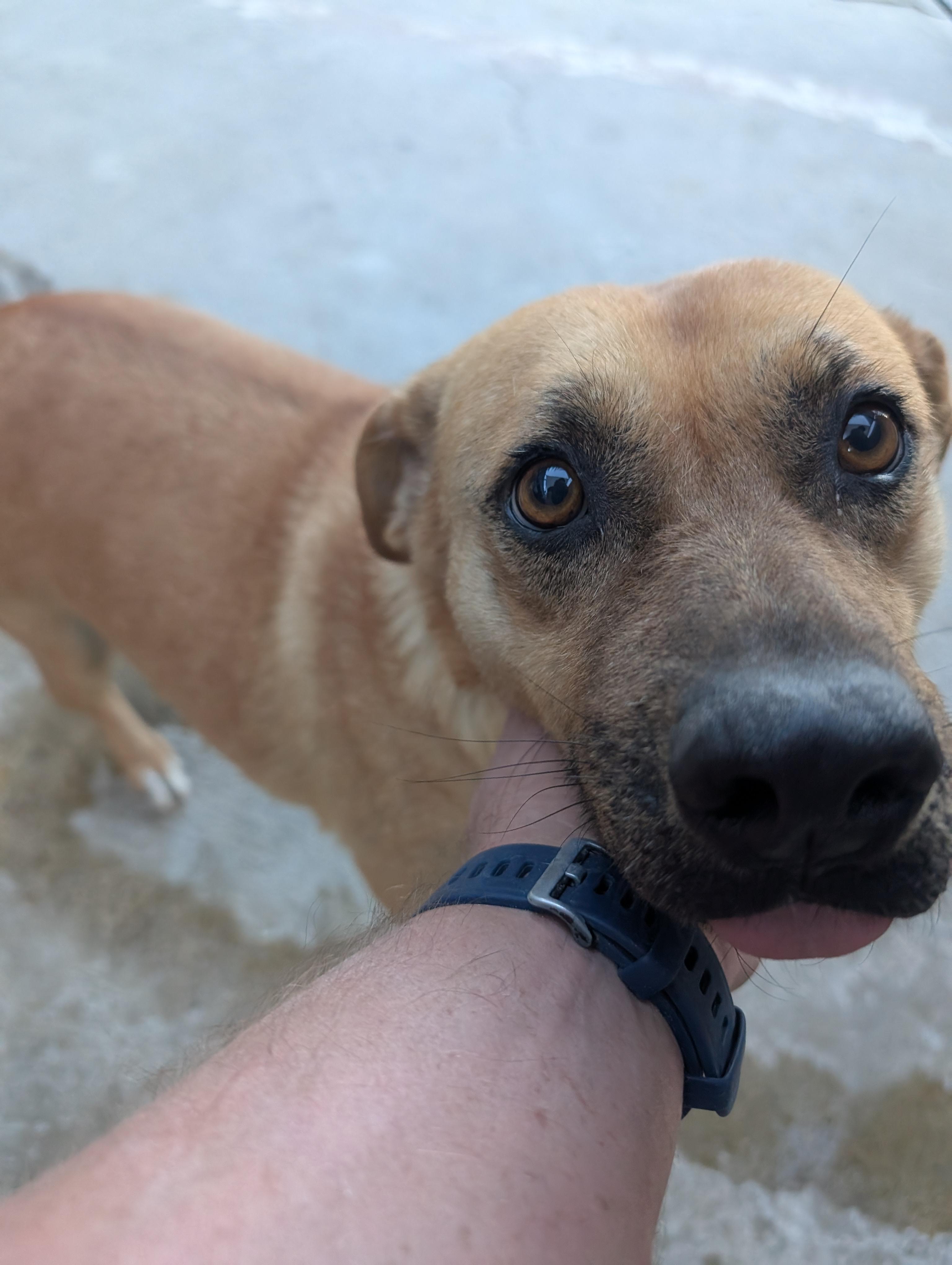 Enlarge Evelyn, a Adoptable Mixed Breed in Puyallup, WA image 1/5