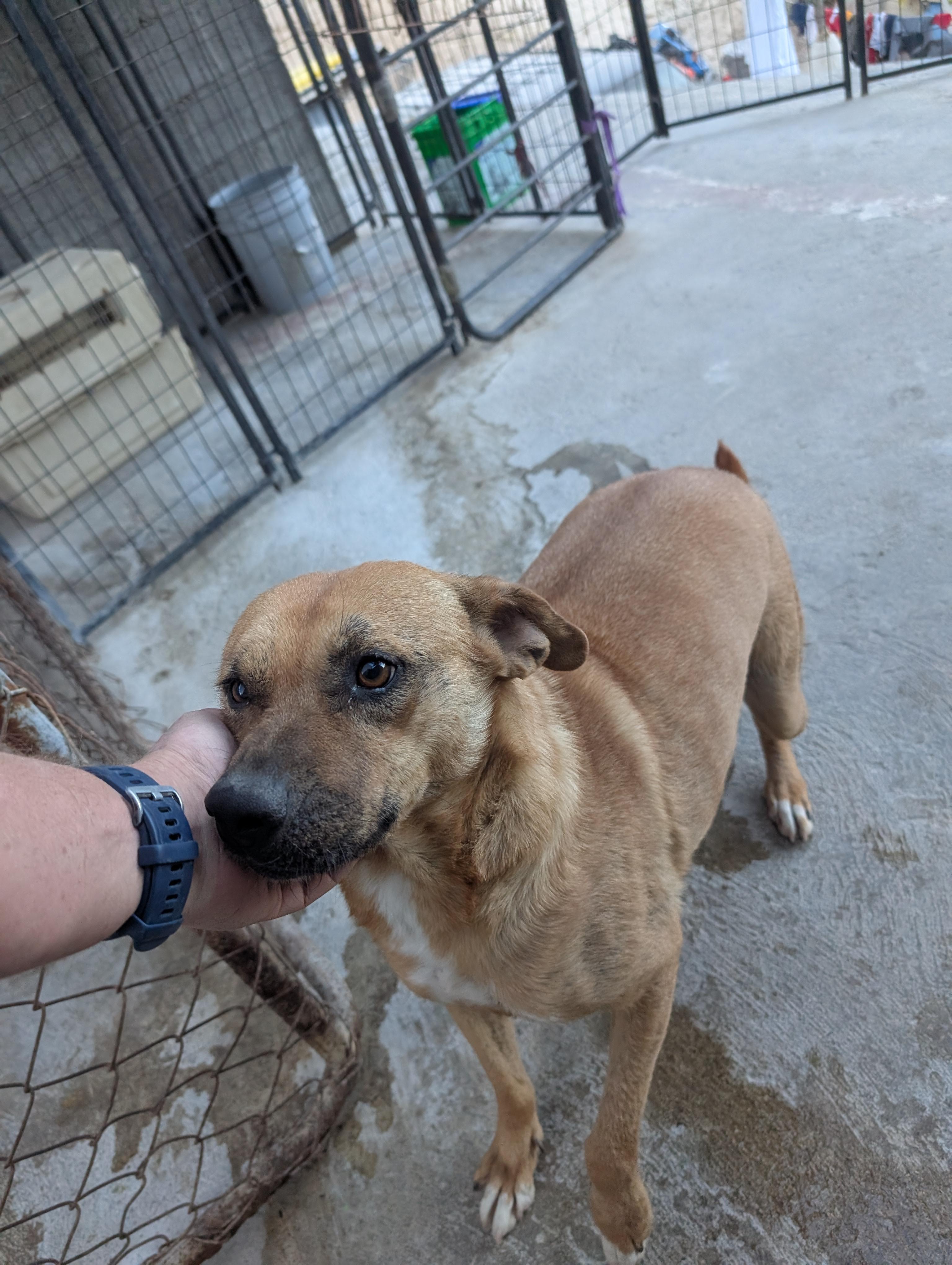 Enlarge Evelyn, a Adoptable Mixed Breed in Puyallup, WA image 3/5