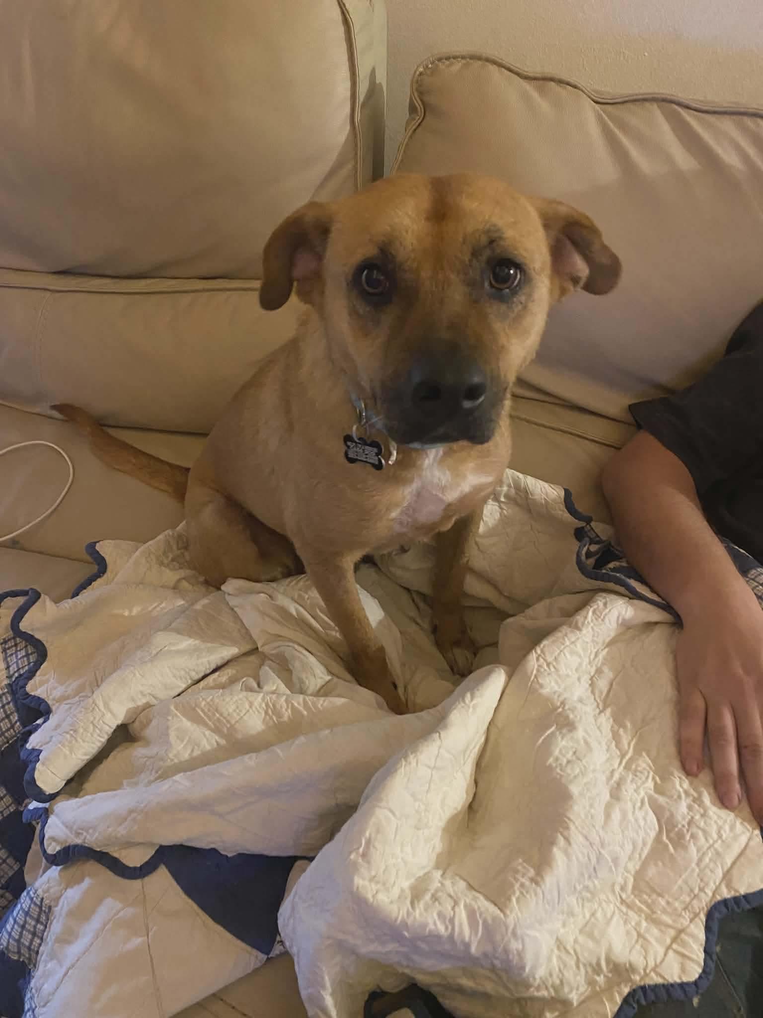 Evelyn, Adoptable, Adult Female Mixed Breed.