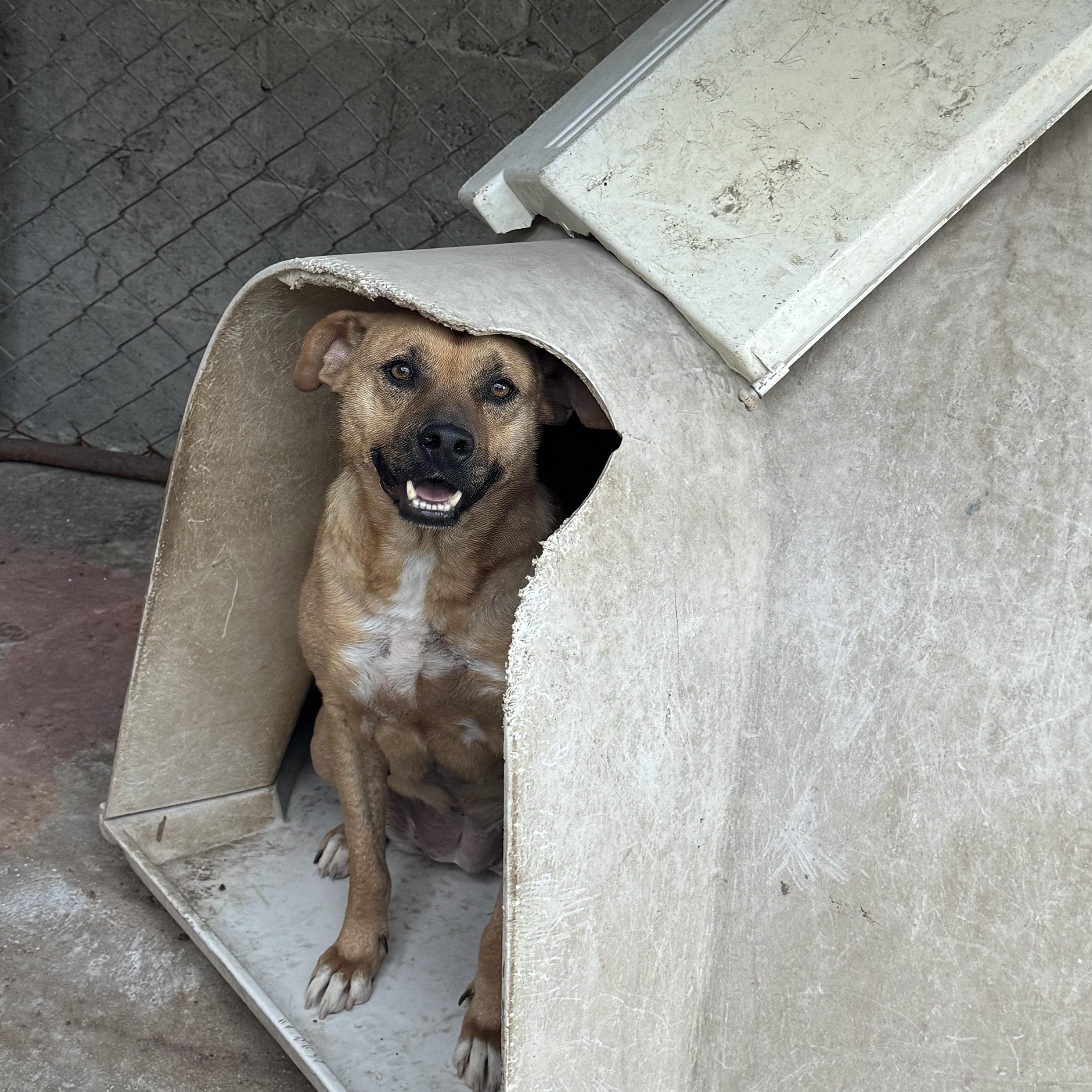 Enlarge Evelyn, a Adoptable Mixed Breed in Puyallup, WA image 4/5