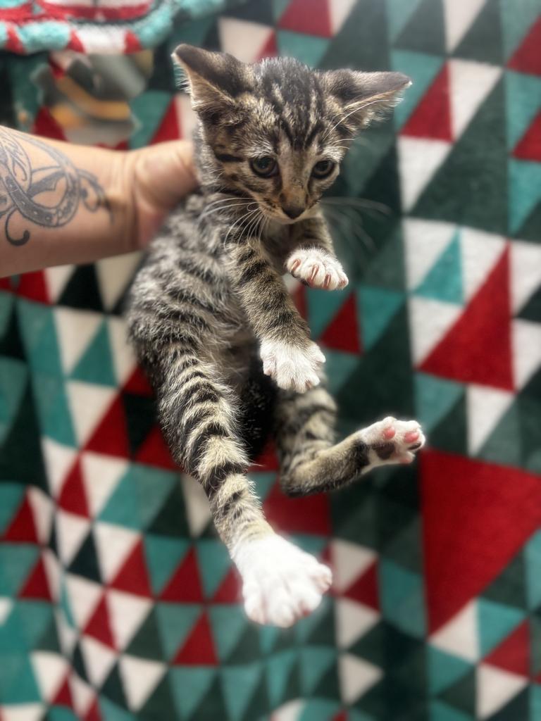 Andes, Adopted, Young Female Domestic Short Hair.