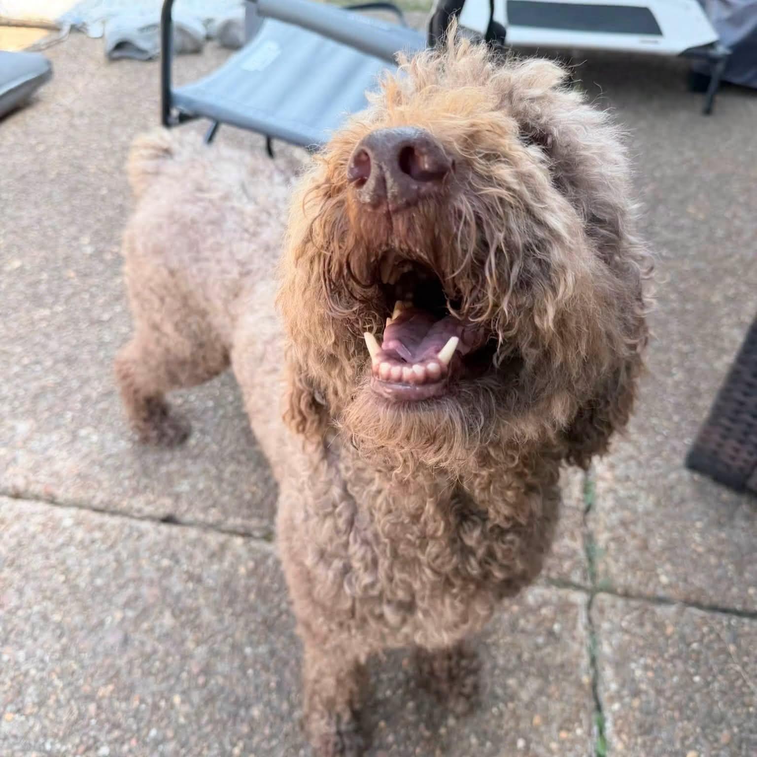 Enlarge Zink, an adopted Labradoodle in Memphis, TN image 1/4
