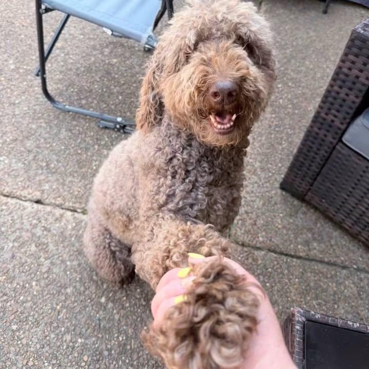 Enlarge Zink, an adopted Labradoodle in Memphis, TN image 2/4