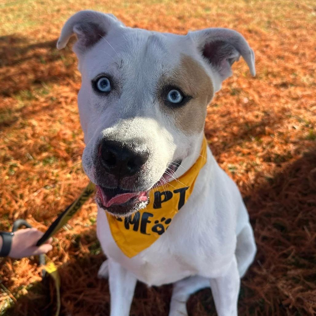 Enlarge Milo, a Adoptable mixed breed in Canton, IL image 1/6