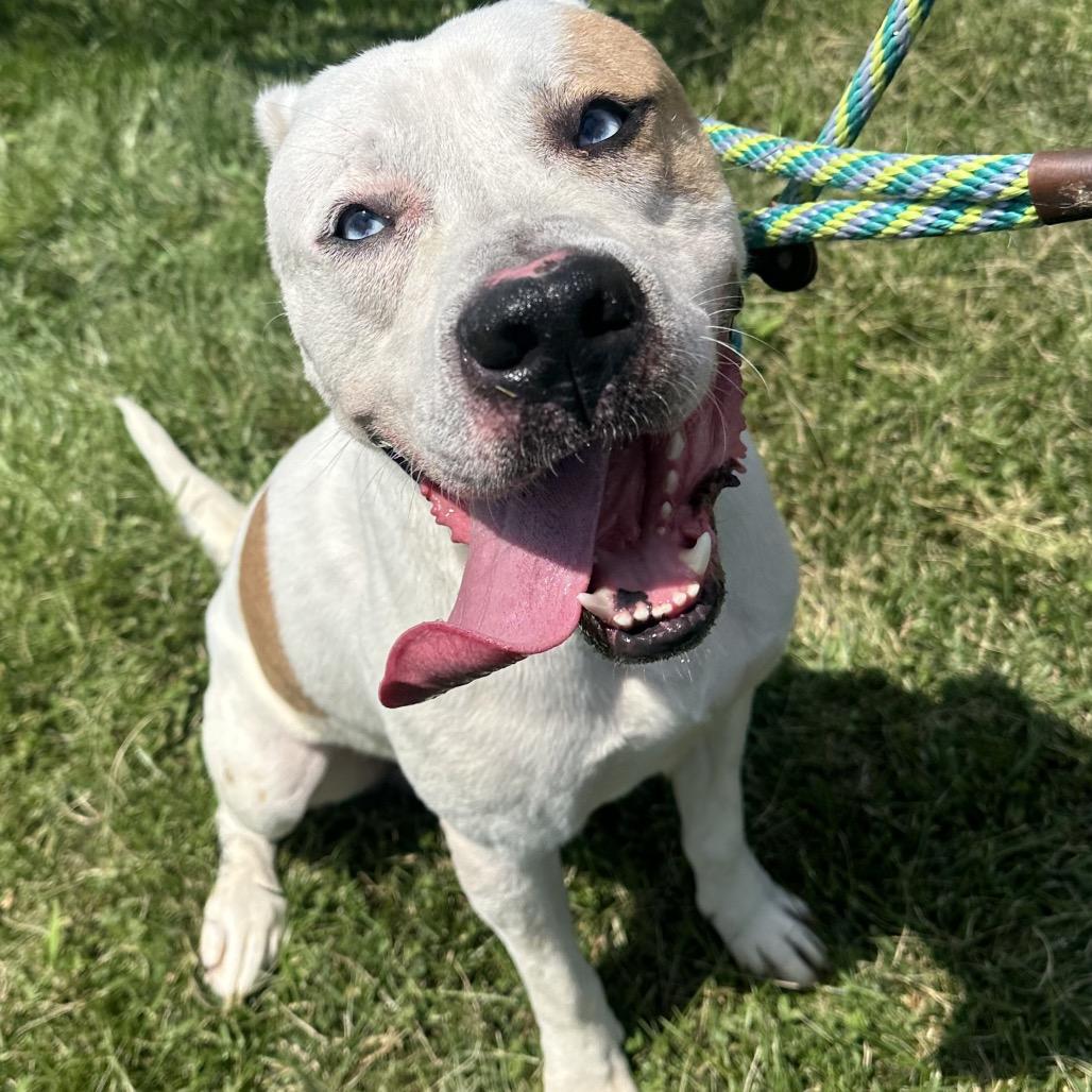 Enlarge Milo, a Adoptable mixed breed in Canton, IL image 2/6