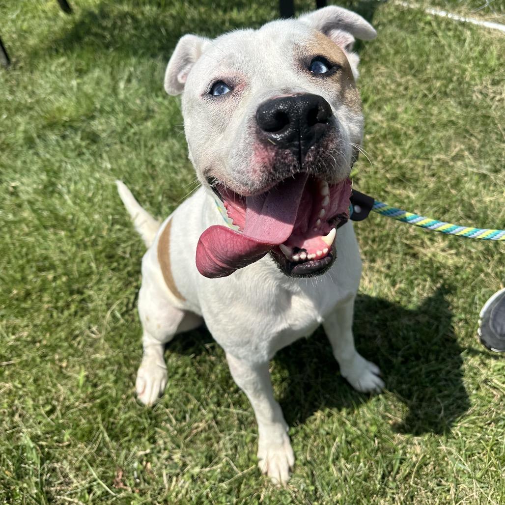 Enlarge Milo, a Adoptable mixed breed in Canton, IL image 3/6