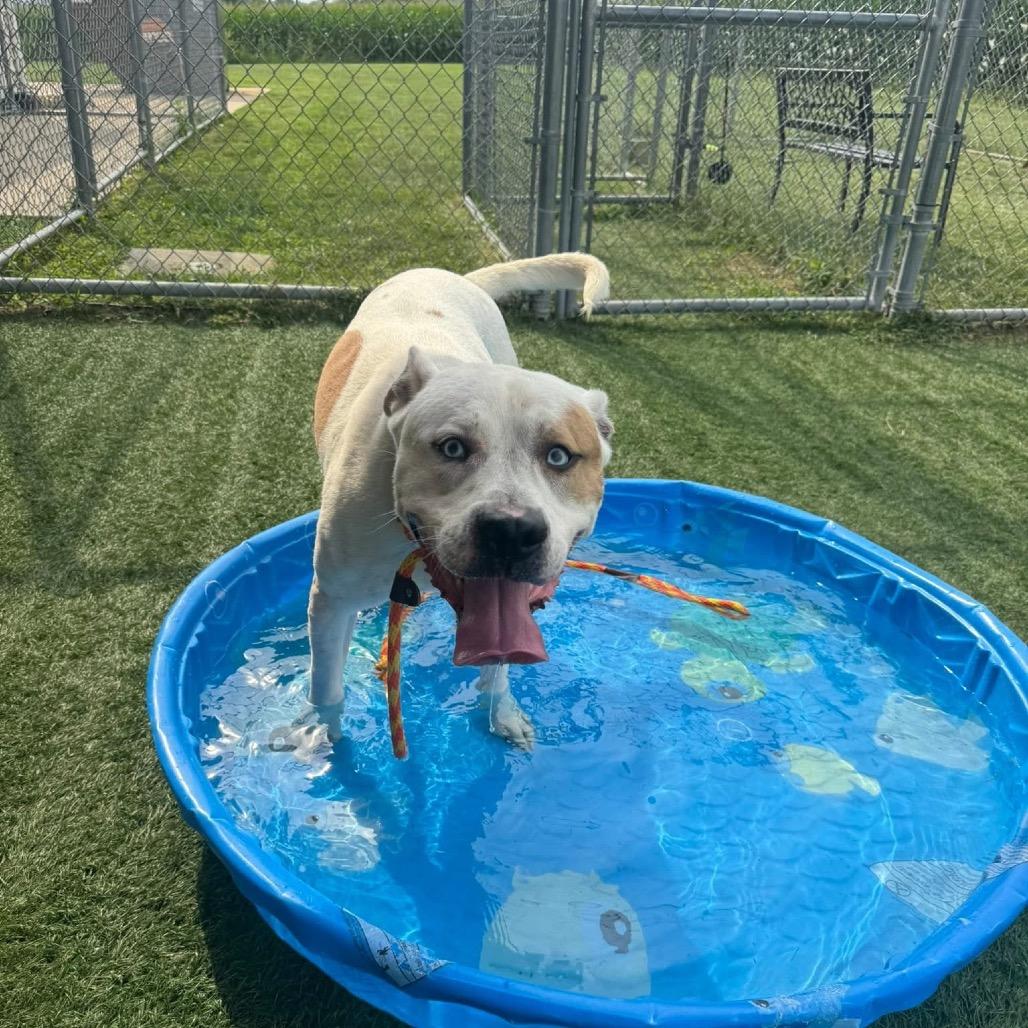 Enlarge Milo, a Adoptable mixed breed in Canton, IL image 4/6