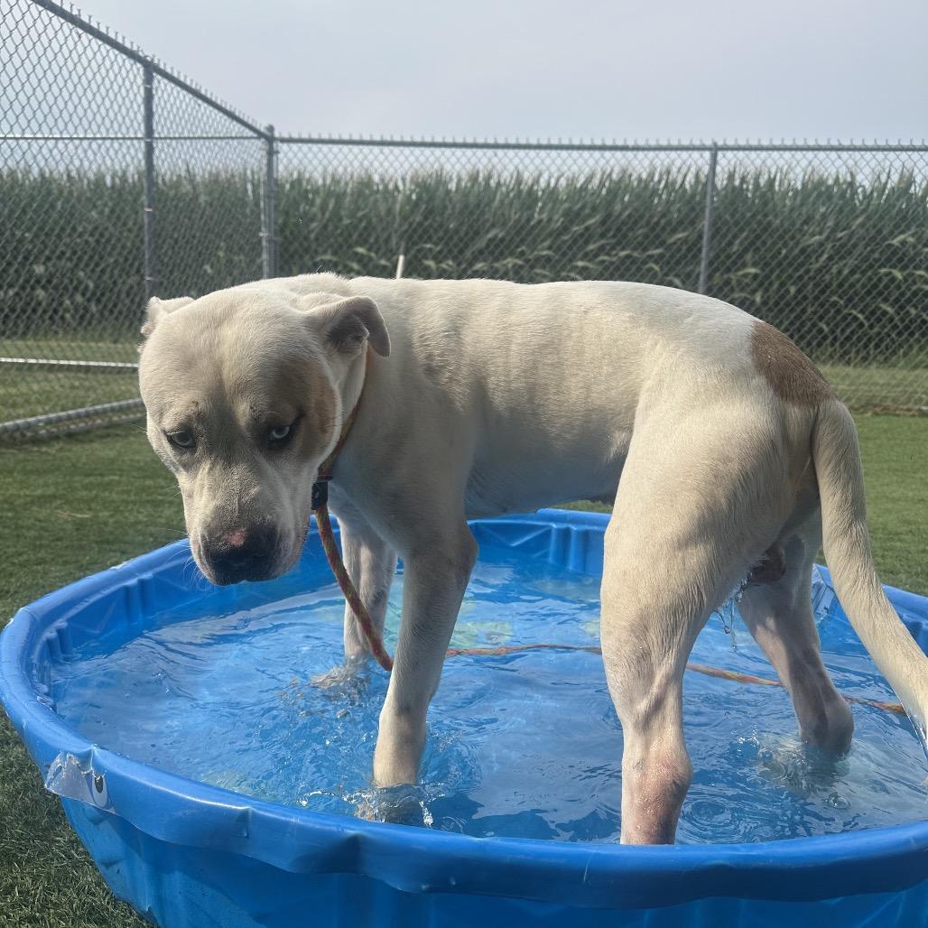 Enlarge Milo, a Adoptable mixed breed in Canton, IL image 5/6