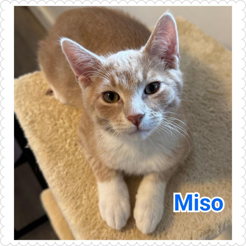 Miso (Finneas), Adopted, Kitten Male Domestic Short Hair.