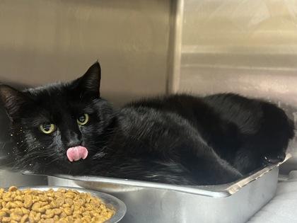 Felixica - Available in Foster, a Adoptable Domestic Short Hair in Madison, NJ image 1/2