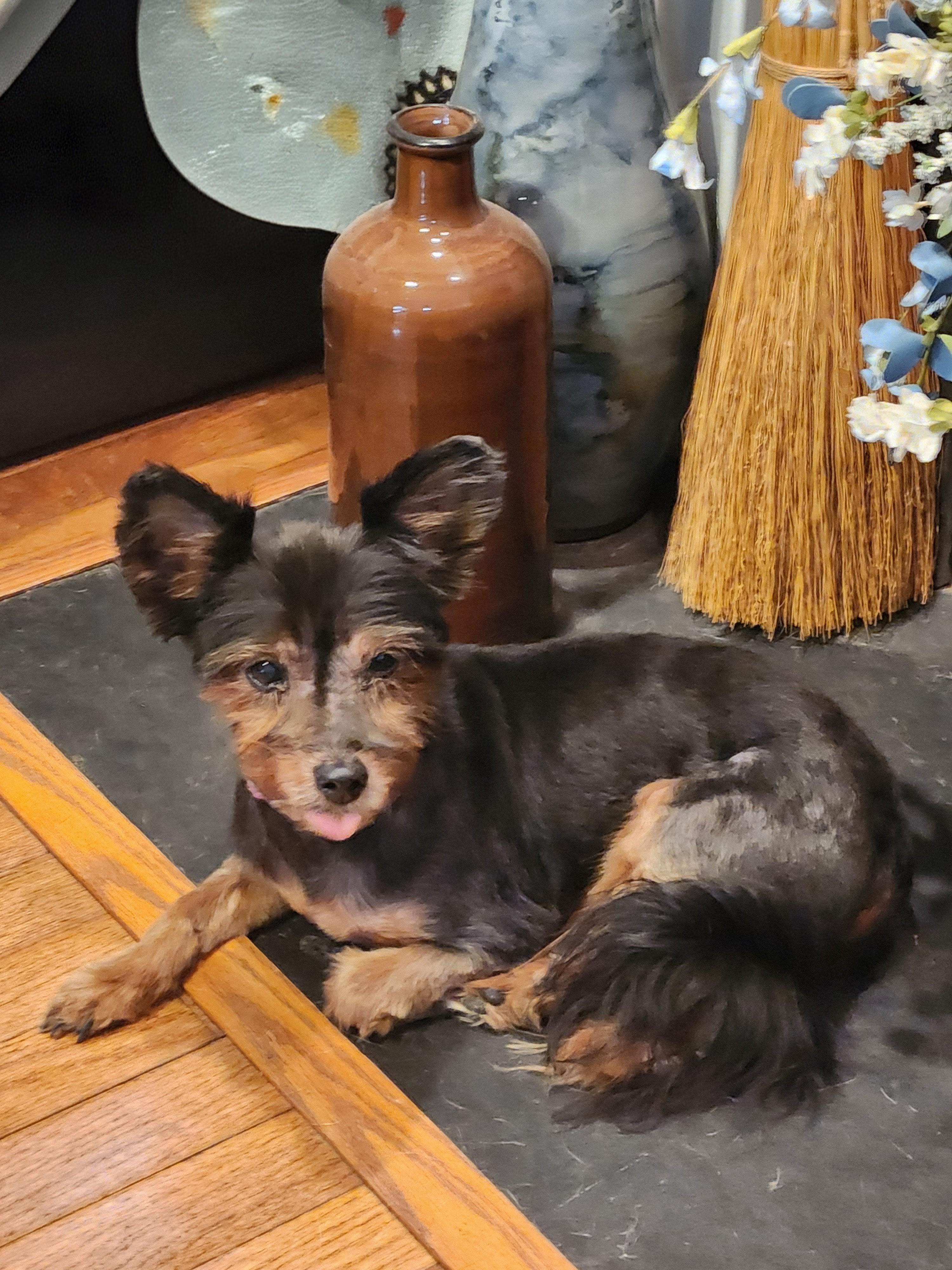 SASSY SUE, adopted, Senior Female Yorkshire Terrier.