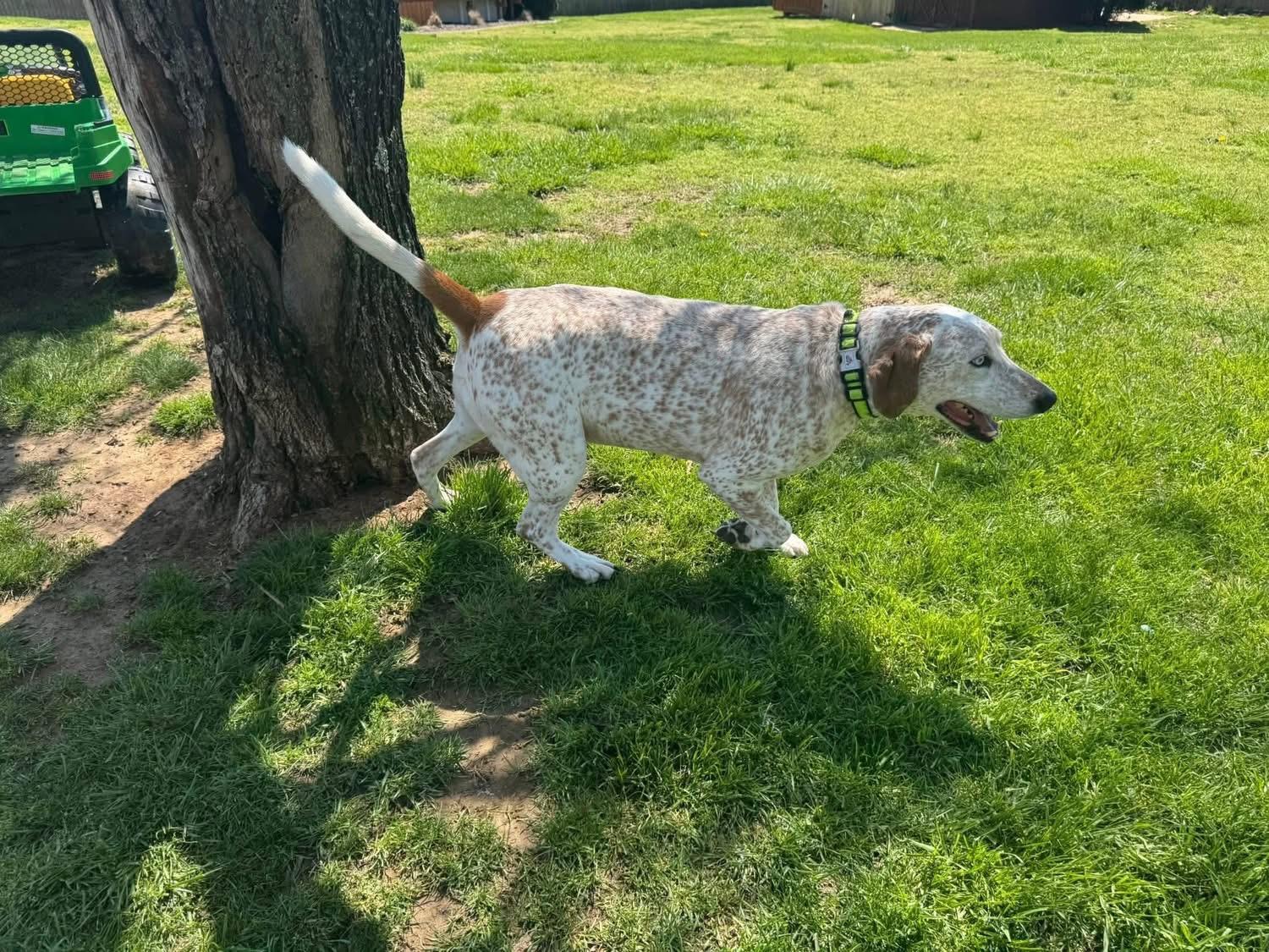 Gus, Adoptable, Adult Male Coonhound.