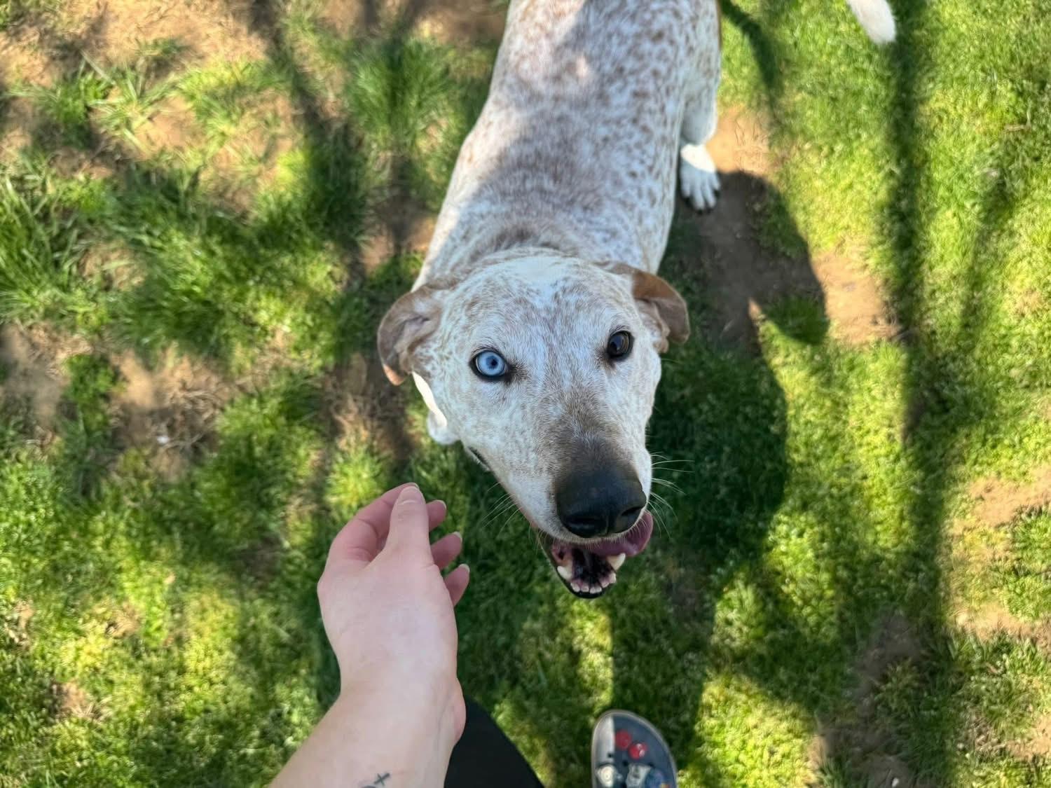 Enlarge Gus, a Adoptable mixed breed in Louisville, KY image 3/4