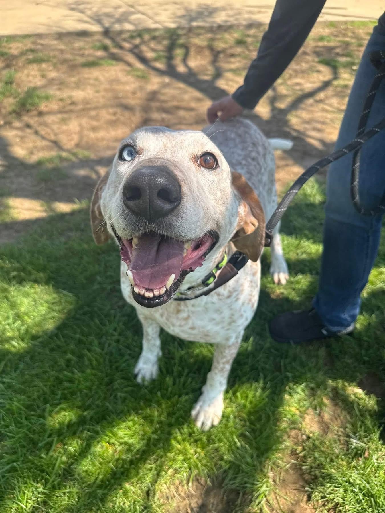 Enlarge Gus, a Adoptable mixed breed in Louisville, KY image 4/4
