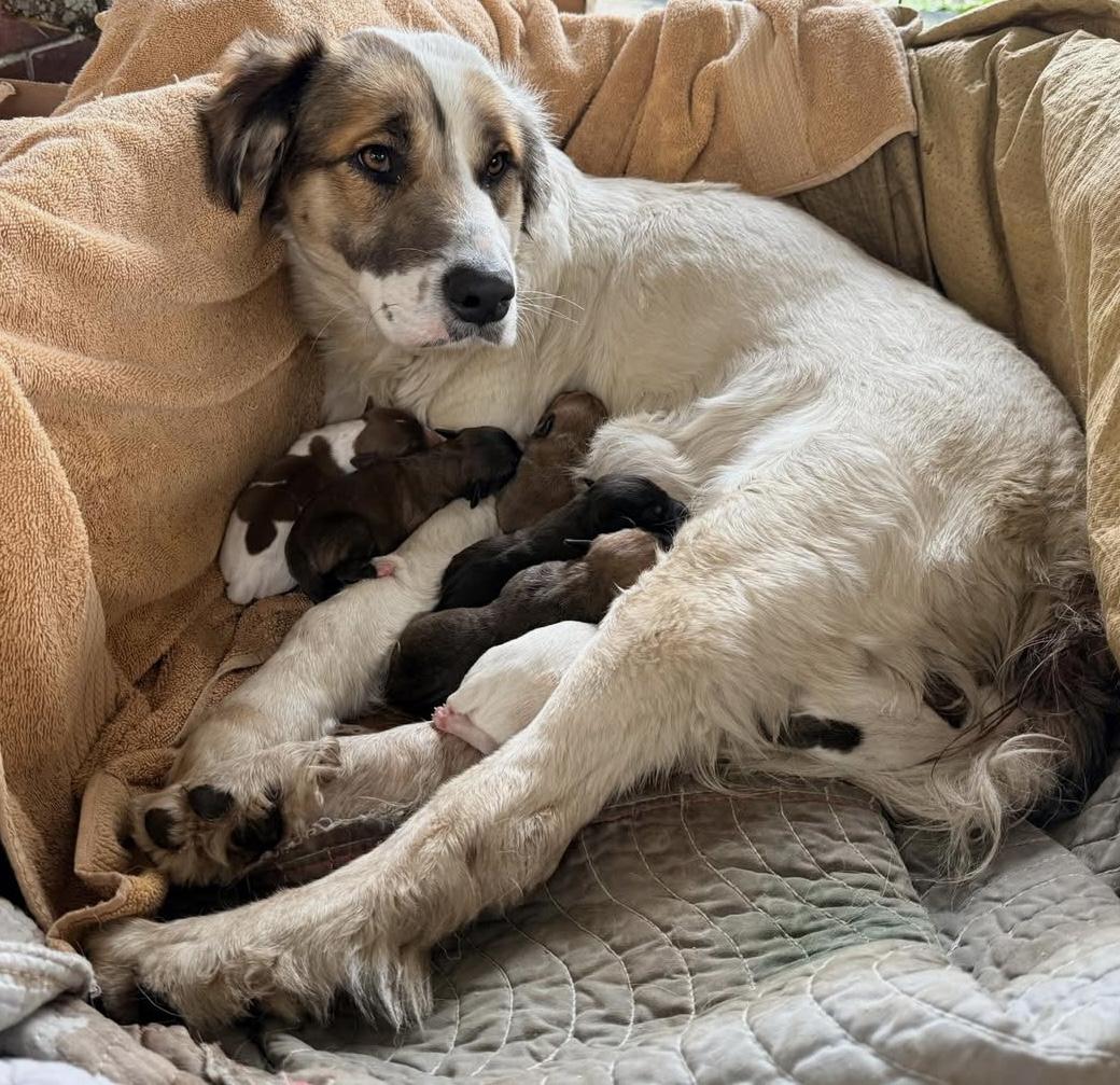 Enlarge Maisie #0077, a ADOPTABLE Spaniel in Waldorf, MD image 1/2