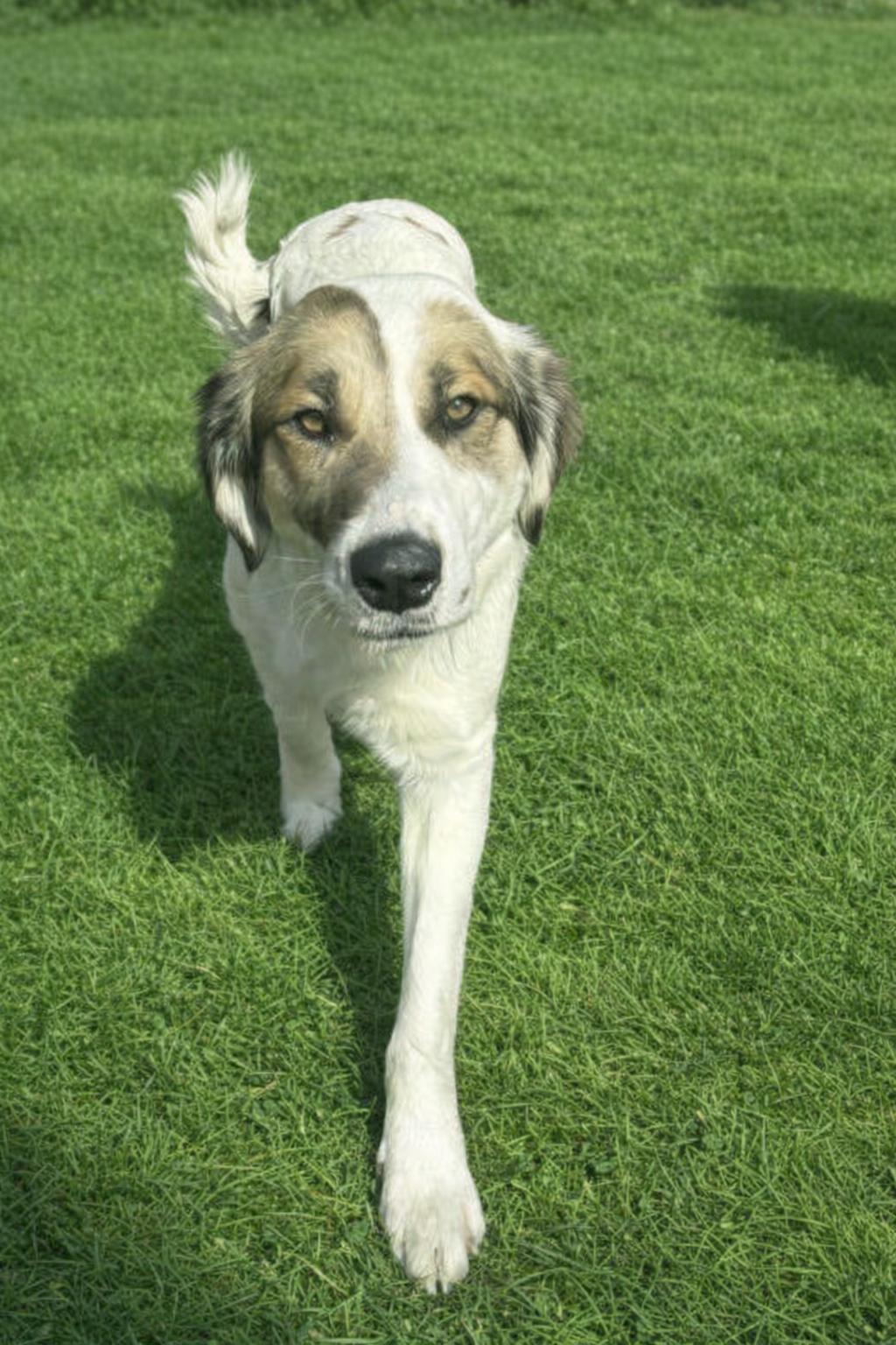 Enlarge Maisie #0077, a ADOPTABLE Spaniel in Waldorf, MD image 2/2