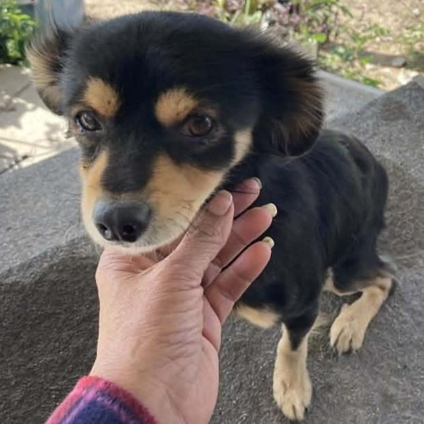 Enlarge Paz, a ADOPTABLE mixed breed in Lewisville, TX image 2/5