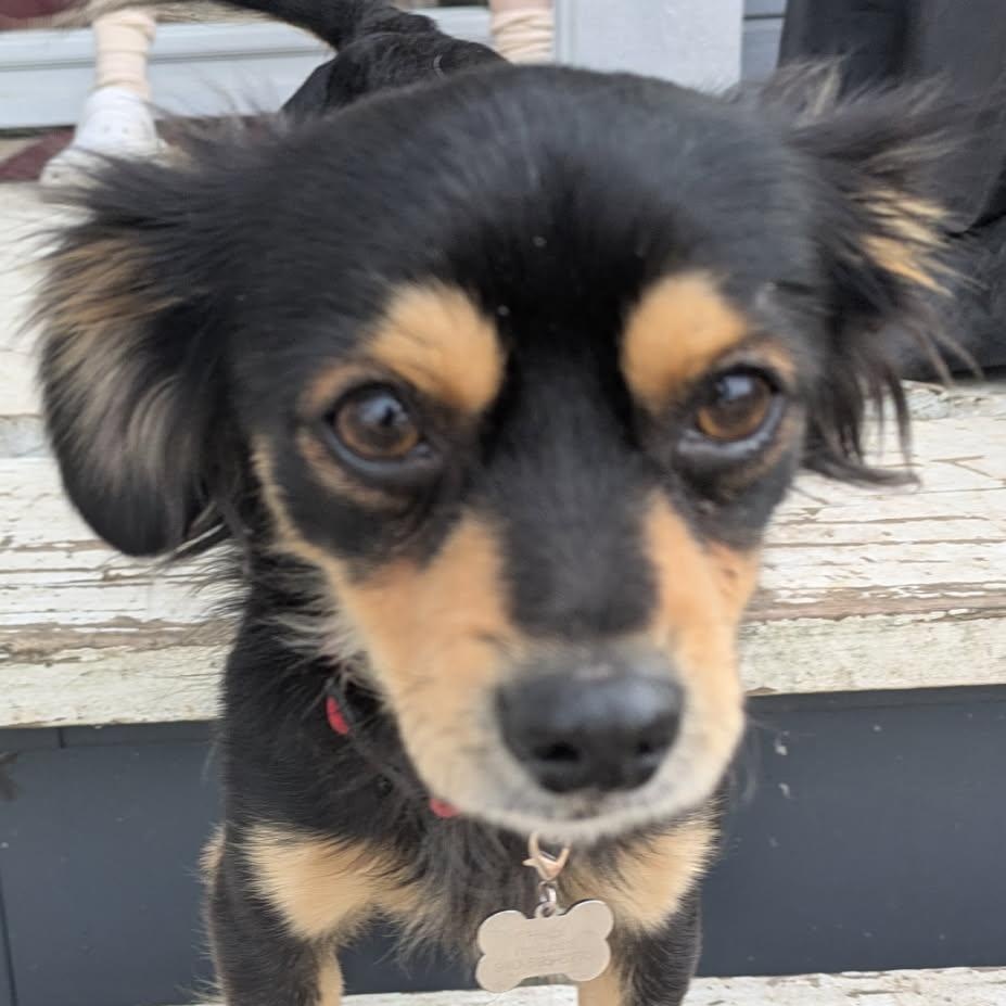 Enlarge Paz, a ADOPTABLE mixed breed in Lewisville, TX image 3/5