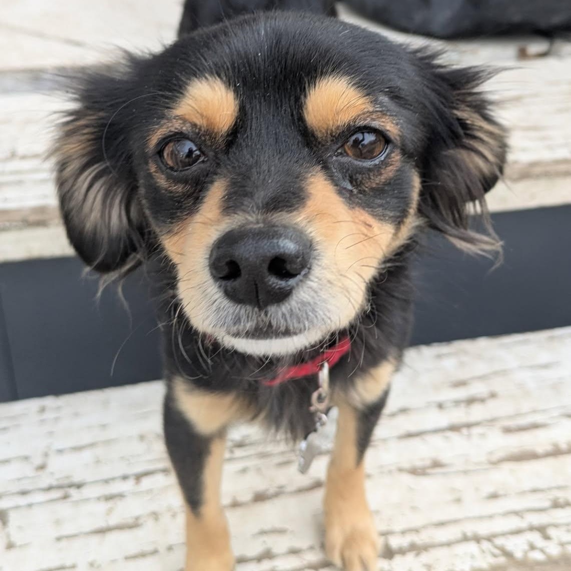 Enlarge Paz, a ADOPTABLE mixed breed in Lewisville, TX image 5/5