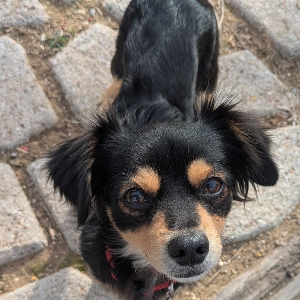 Paz, ADOPTABLE, Young Male Chihuahua & Miniature Dachshund.