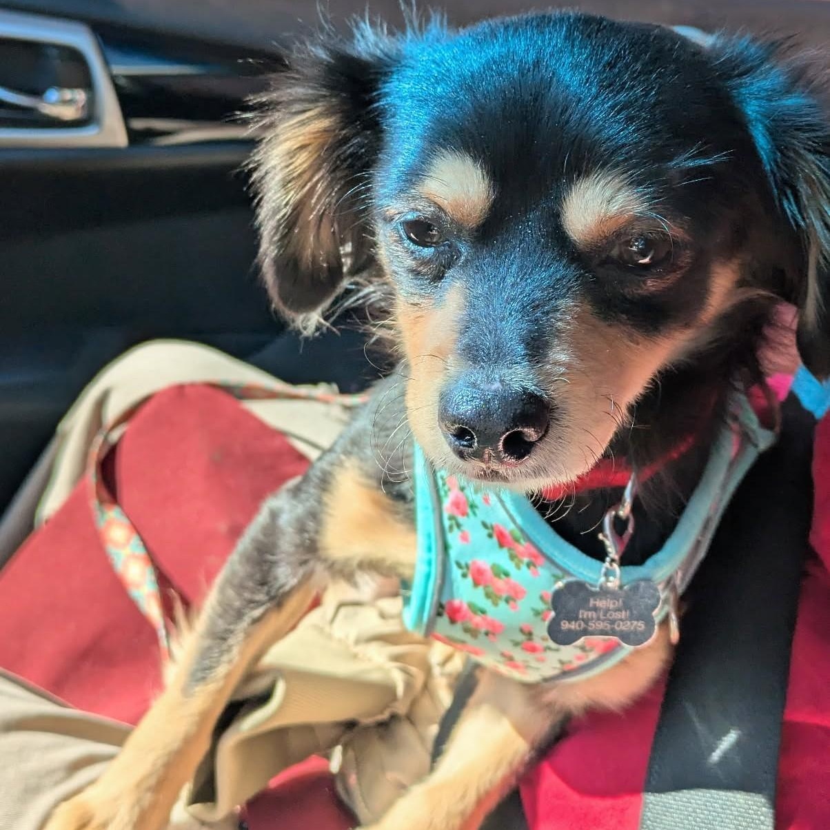 Enlarge Paz, a ADOPTABLE mixed breed in Lewisville, TX image 4/5