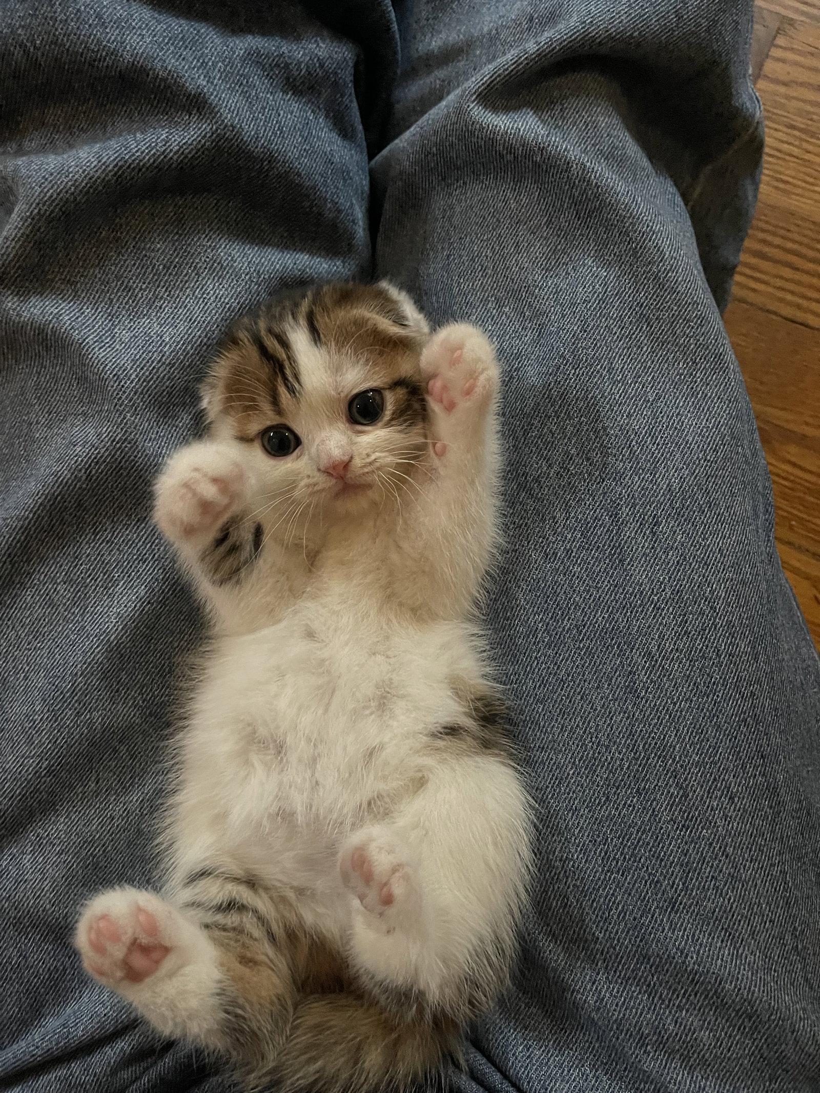 Birdie, Adopted, Kitten Female Scottish Fold.