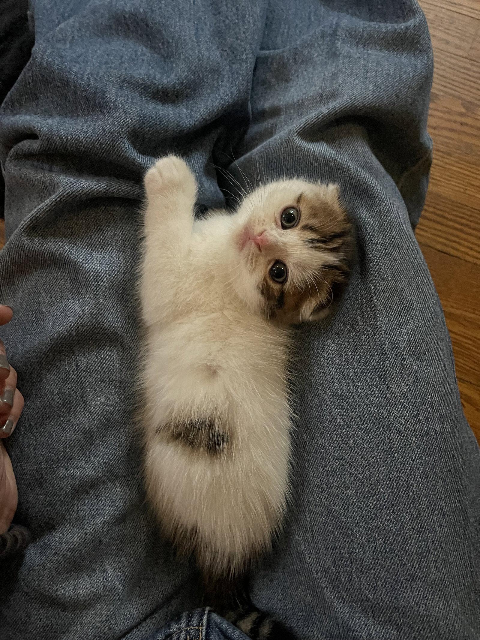 Birdie, a Adopted Scottish Fold in Broomall, PA image 2/3