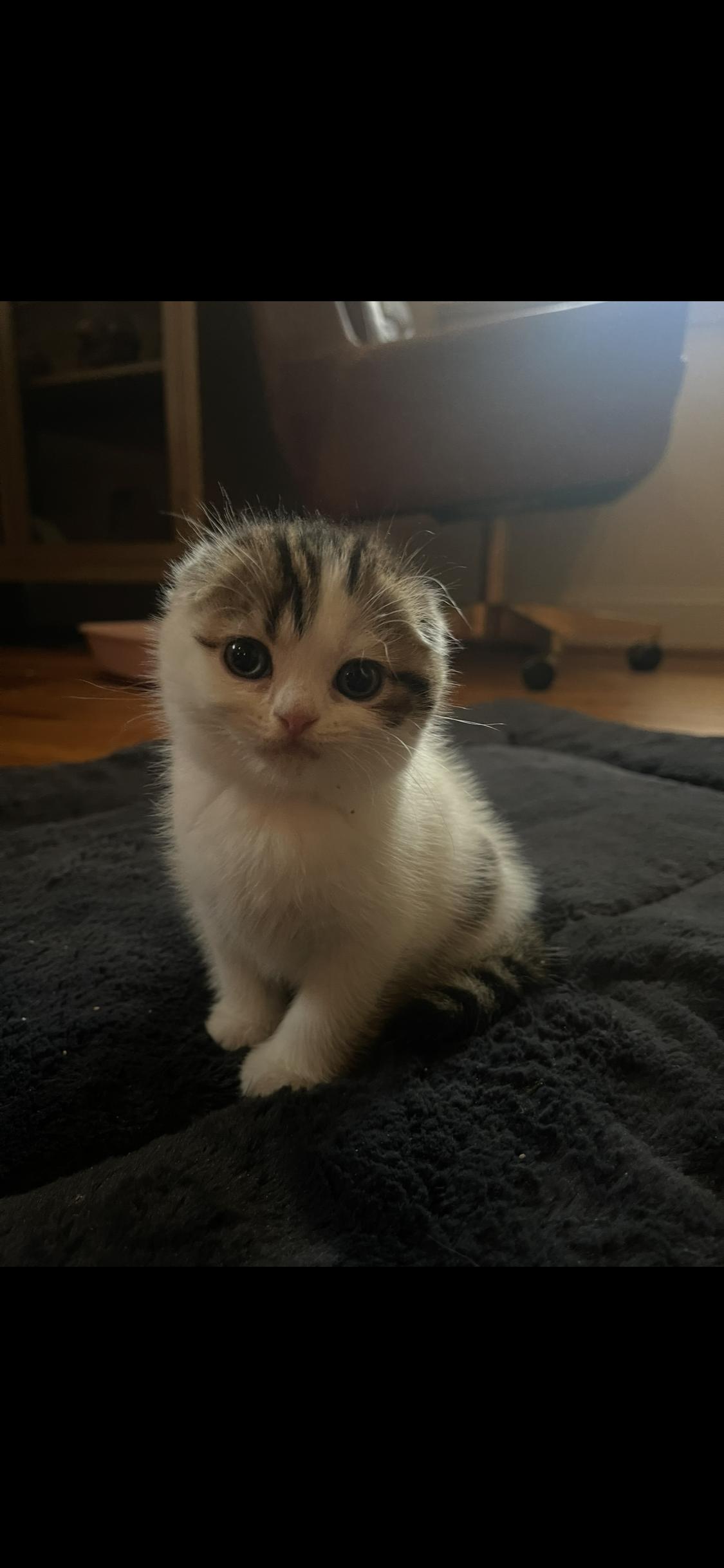 Birdie, a Adopted Scottish Fold in Broomall, PA image 3/3