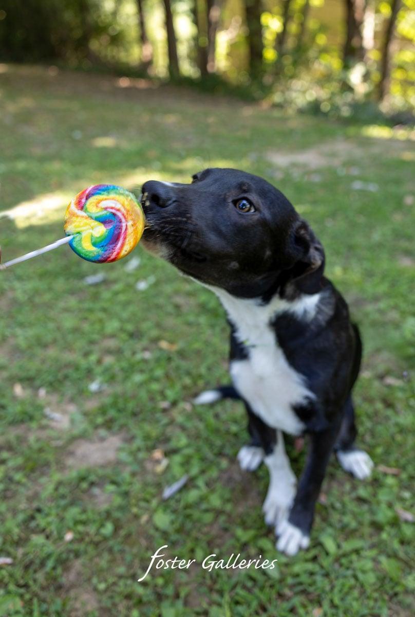 Enlarge Ralphie, a Adoptable mixed breed in Greeneville, TN image 3/5