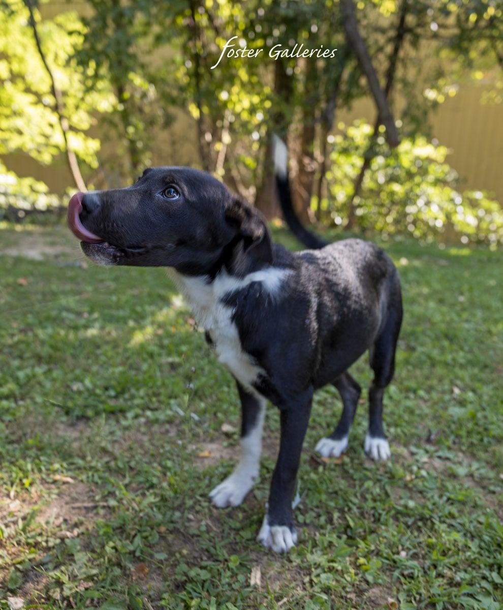 Enlarge Ralphie, a Adoptable mixed breed in Greeneville, TN image 4/5