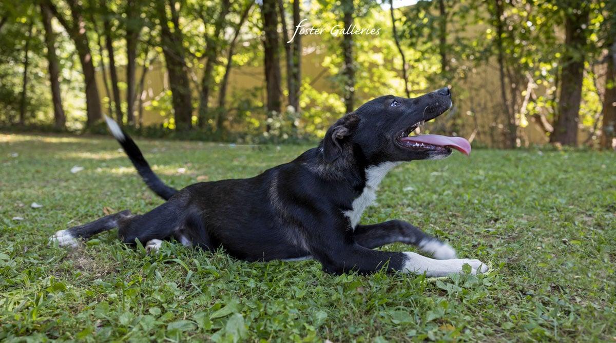 Enlarge Ralphie, a Adoptable mixed breed in Greeneville, TN image 2/5